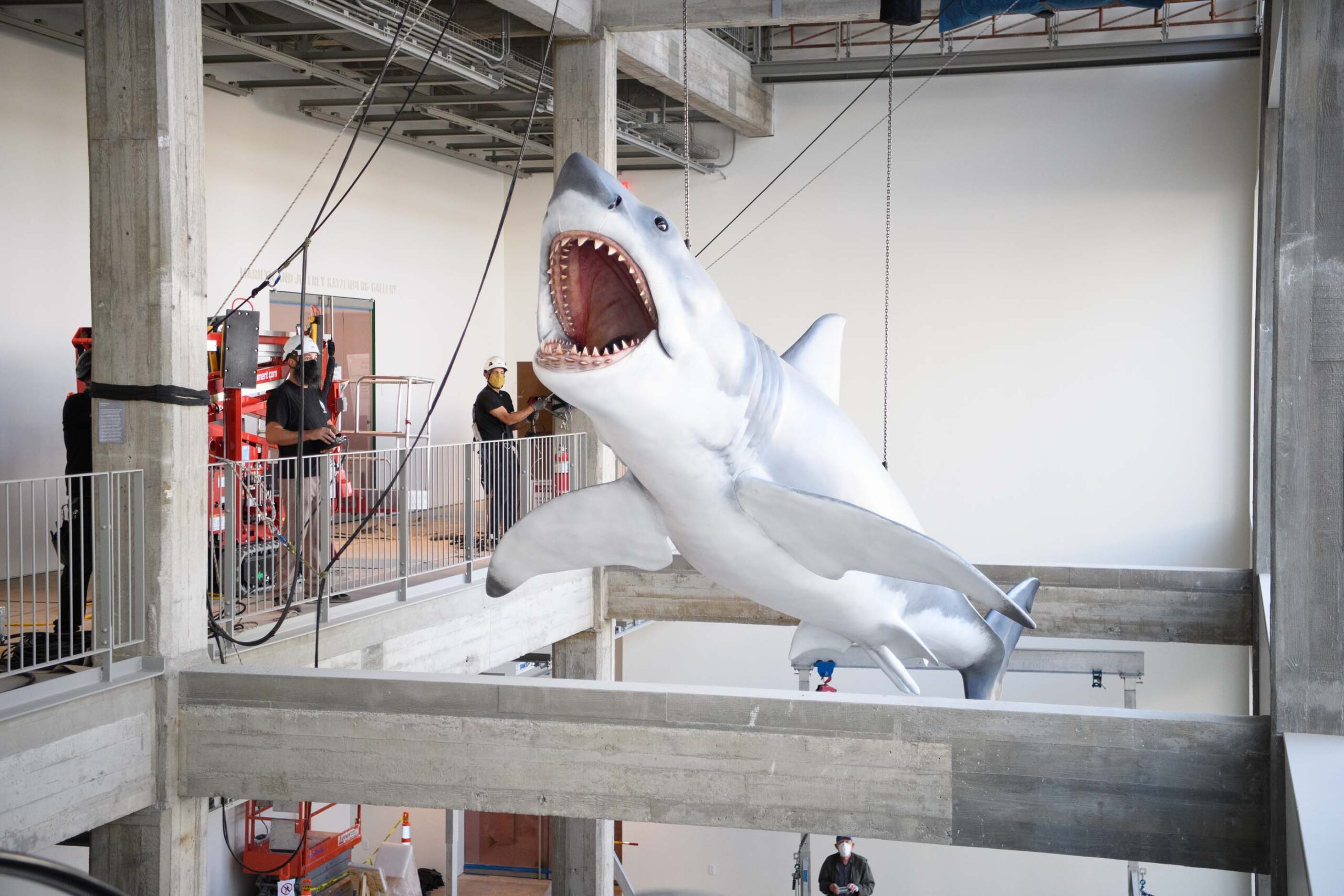 9683S. Spielberg’in Jaws Adlı Yapımında Kullanılan Köpekbalığı Modeli, Gerçekleştirilen Onarımın Ardından Akademi Müzesi’ne Yerleştirildi