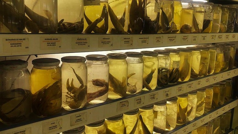 10497Türk Denizlerinden Toplanan Balıklarla Oluşturulan “Balık Müzesi” Koleksiyonu, Türkiye Adına Önemli Bir Birikimi İçeriyor
