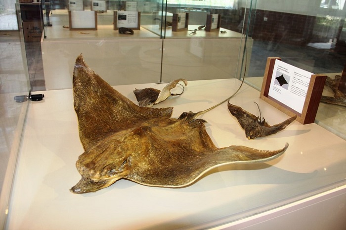 11500Mersin Üniversitesi’nin Girişimi İle Çukurova Bölgesinde İlk “Deniz Canlıları Müzesi” Açılıyor.