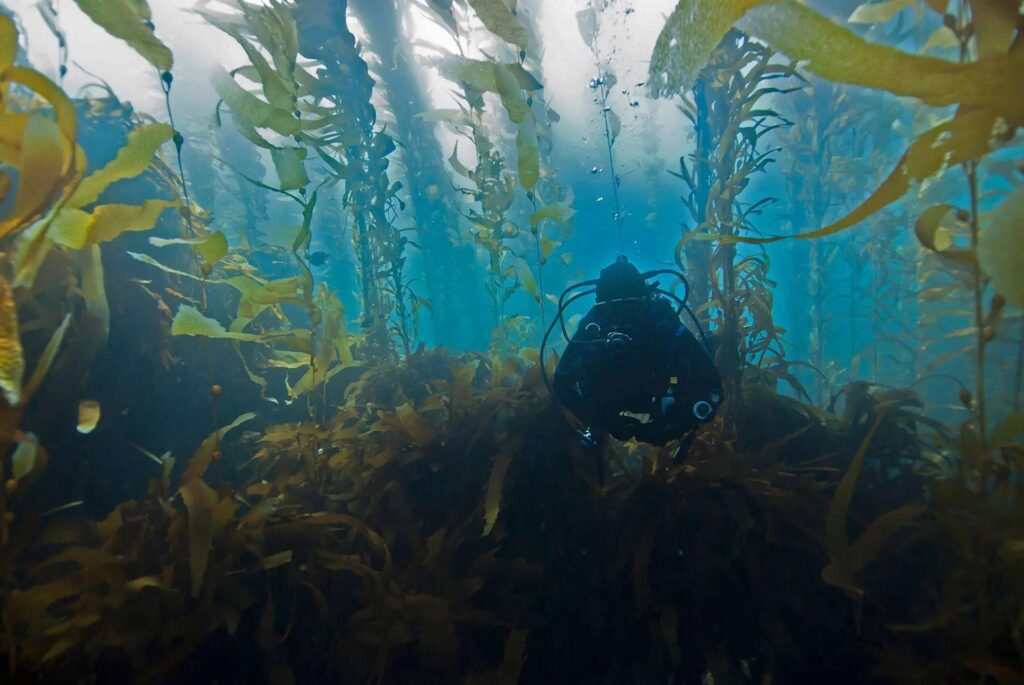 Okyanus Alg Ormanları, Sanatçıların Yapıtlarının Satışını Gerçekleştirerek Fon Oluşturan 