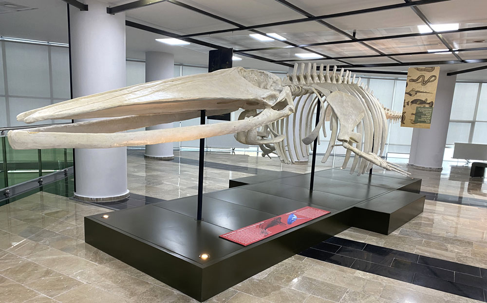 denizcitoplum|Atatürk Üniversitesi Bünyesinde Açılan, 10 Bin Türü İçeren “Biyoçeşitlilik Bilim Müzesi”nde Deniz Canlılarına Da Yer Veriliyor.